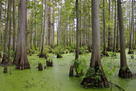 Big River State Forest