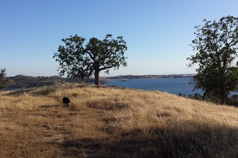 Meadows - Valley Oak - Millerton Lake State Recreation Area
