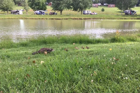 Walnut Hills Campground and RV Park