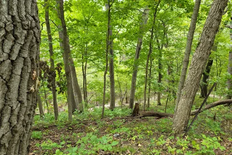 Ledges State Park
