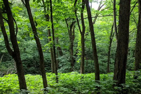 Main - Newton Hills State Park