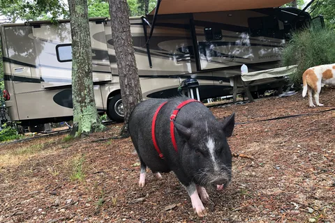 Atlantic Oaks RV Park Campground
