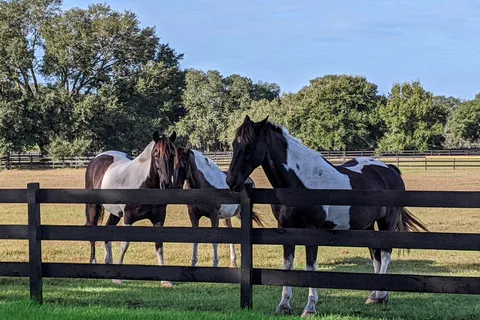 The Grand Oaks RV Resort