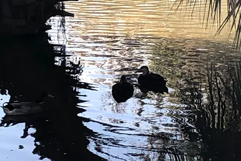 Ocala RV Camp Resort