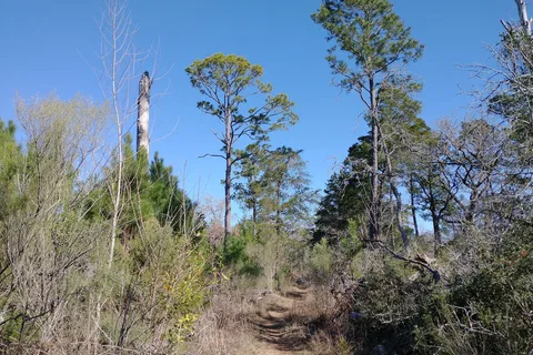 Oak Haven - Buescher State Park