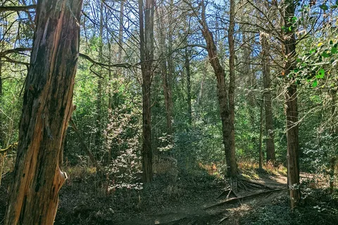 Oak Haven - Buescher State Park