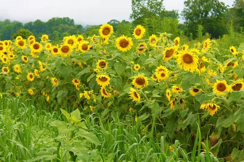 Pegasus Farm Campground