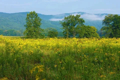 Pegasus Farm Campground