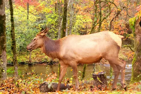 Cataloochee Campground - Great Smoky Mountains National Park