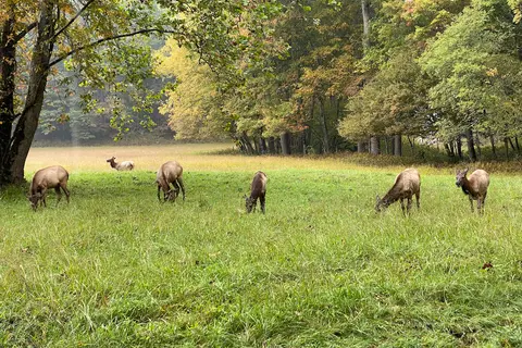 Cataloochee Campground - Great Smoky Mountains National Park