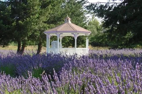 Lavender RV Park and Plantation.
