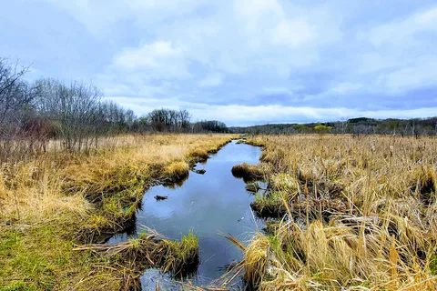 Savanna - William O Brien State Park