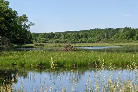 Savanna - William O Brien State Park