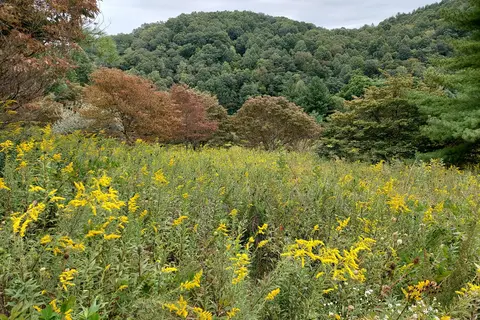 New River State Park