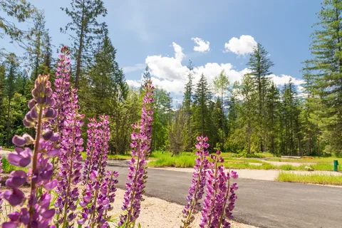 Backcountry Camping - Mount Revelstoke National Park