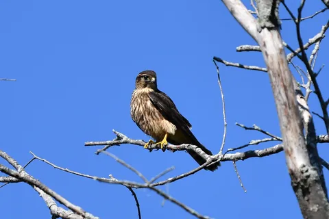 Plaisance Provincial Park