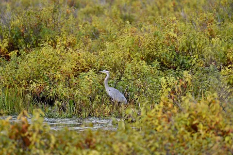 Plaisance Provincial Park