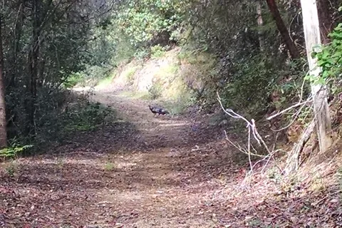 Austin Creek State Recreational Area