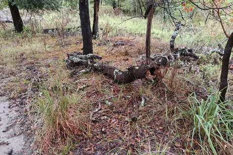 Nails Creek - Equestrian - Lake Somerville State Park