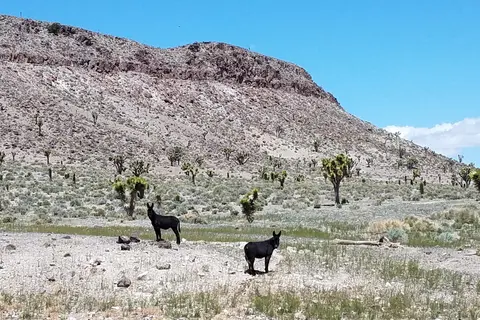 Goldfield RV Park