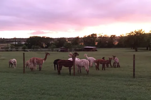 Wagon Master RV Park and Alpaca Farm