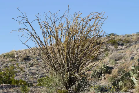 RoadRunner Travelers RV Park