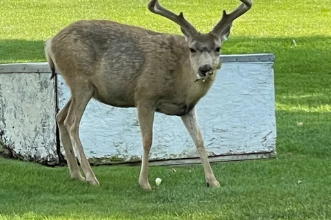 Deer Haven RV Park