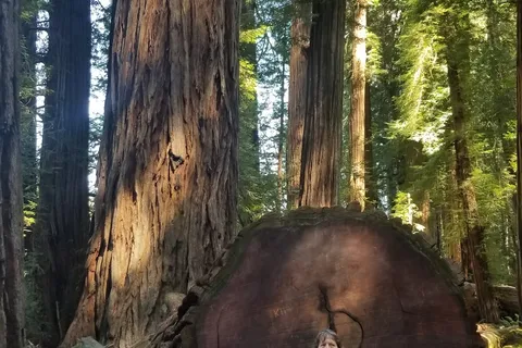 Parc national de Redwood