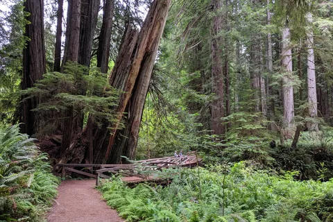 Parc national de Redwood
