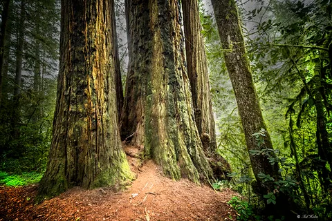Parc national de Redwood
