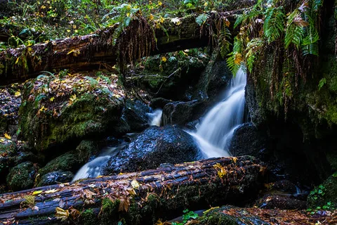 Parc national de Redwood