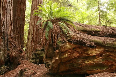Parc national de Redwood