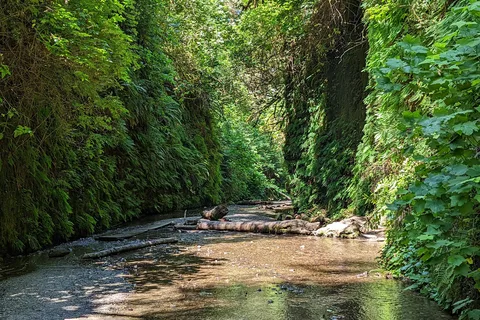 Parc national de Redwood