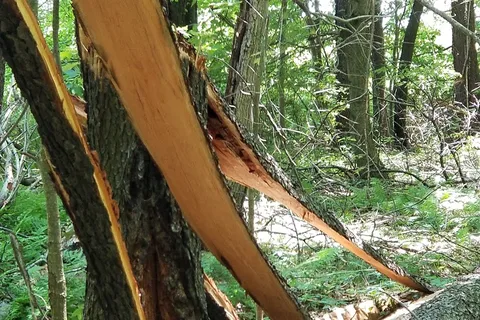 Woodland Campsites Inc