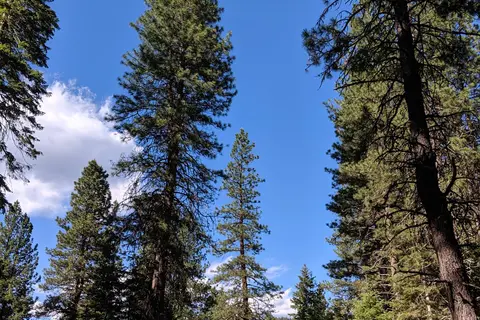 29 Pines - Department of Natural Resources