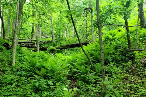 Nelson Dewey State Park