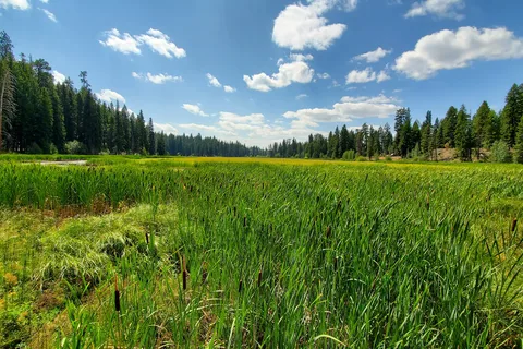 RV Campground - Ponderosa State Park