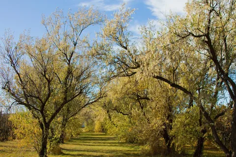 Spur Meadows