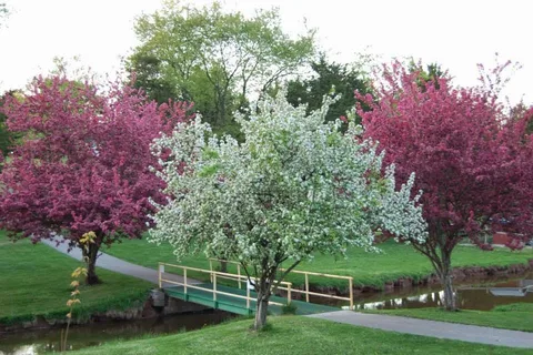 Cedar Lake Resort