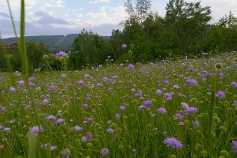 Greek Peak Mountain Resort Campground