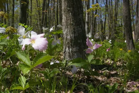 Baileys Woods Campground