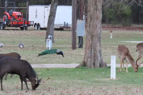 Camp Tonkawa Springs RV Park and Campground