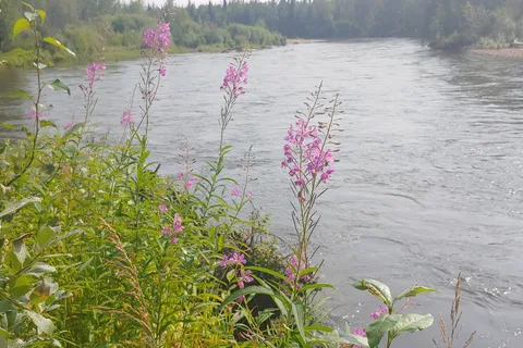 Rosehip Campground