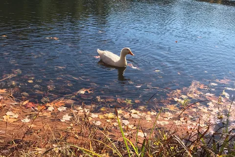 Pinelake RV Resort and Cottages