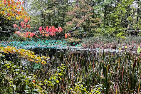 Blue Heron - Big South Fork National River Recreational Area