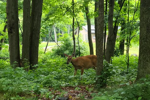 Parc provincial Killbear