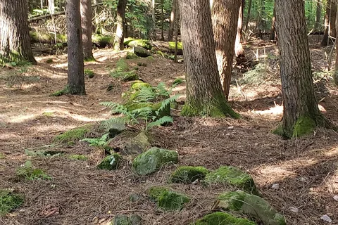 Fernwood Forest Campground
