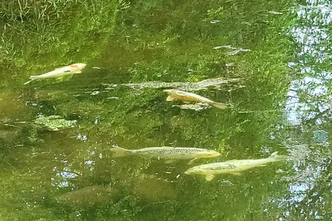 Green Acre Park Campground
