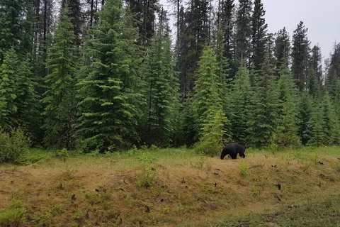 Honeymoon Lake Campground - Jasper National Park