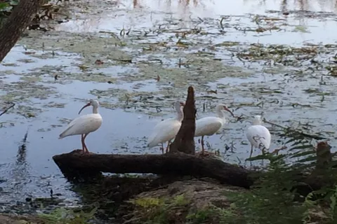 Silver Springs RV Park